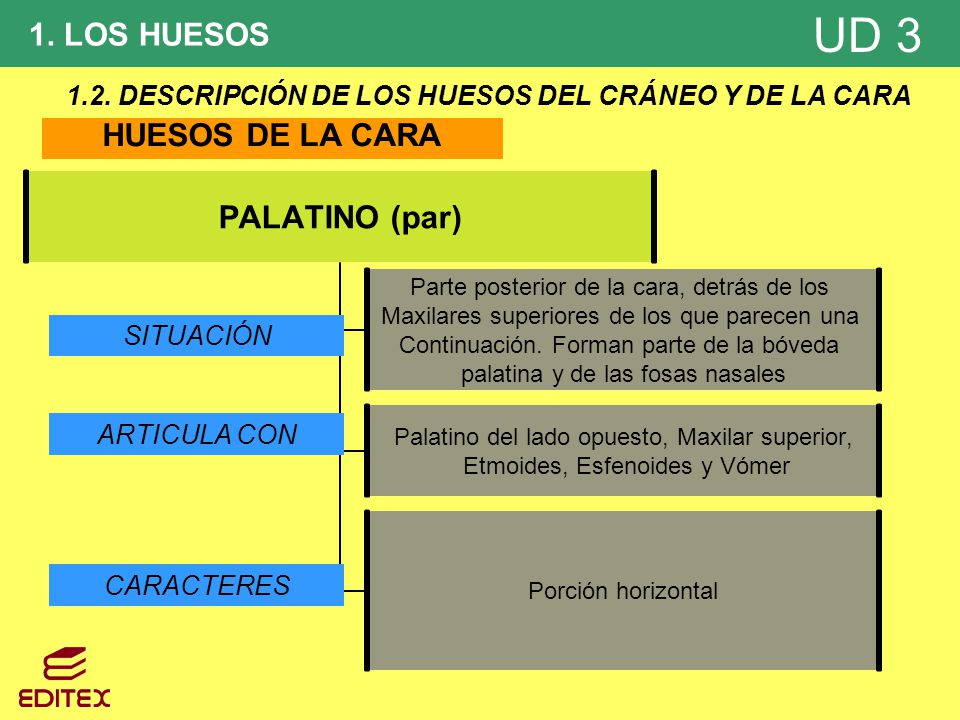 1.2. DESCRIPCIÓN DE LOS HUESOS DEL CRÁNEO Y DE LA CARA