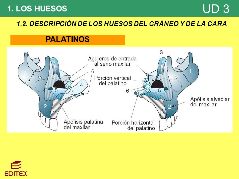 1.2. DESCRIPCIÓN DE LOS HUESOS DEL CRÁNEO Y DE LA CARA