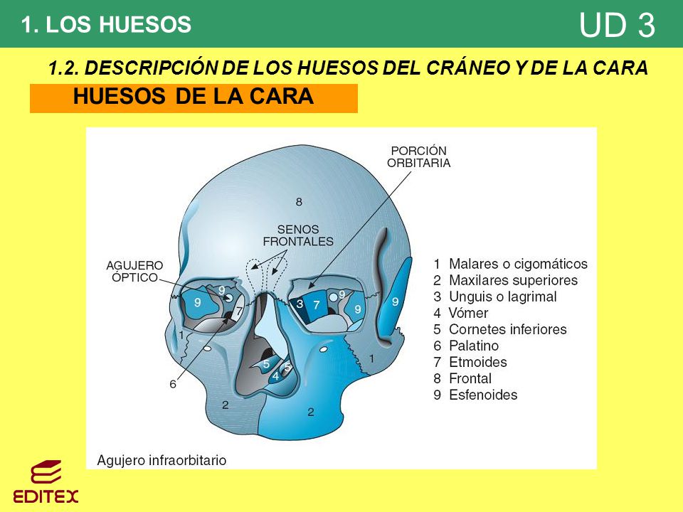 1.2. DESCRIPCIÓN DE LOS HUESOS DEL CRÁNEO Y DE LA CARA
