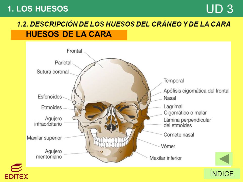 1.2. DESCRIPCIÓN DE LOS HUESOS DEL CRÁNEO Y DE LA CARA