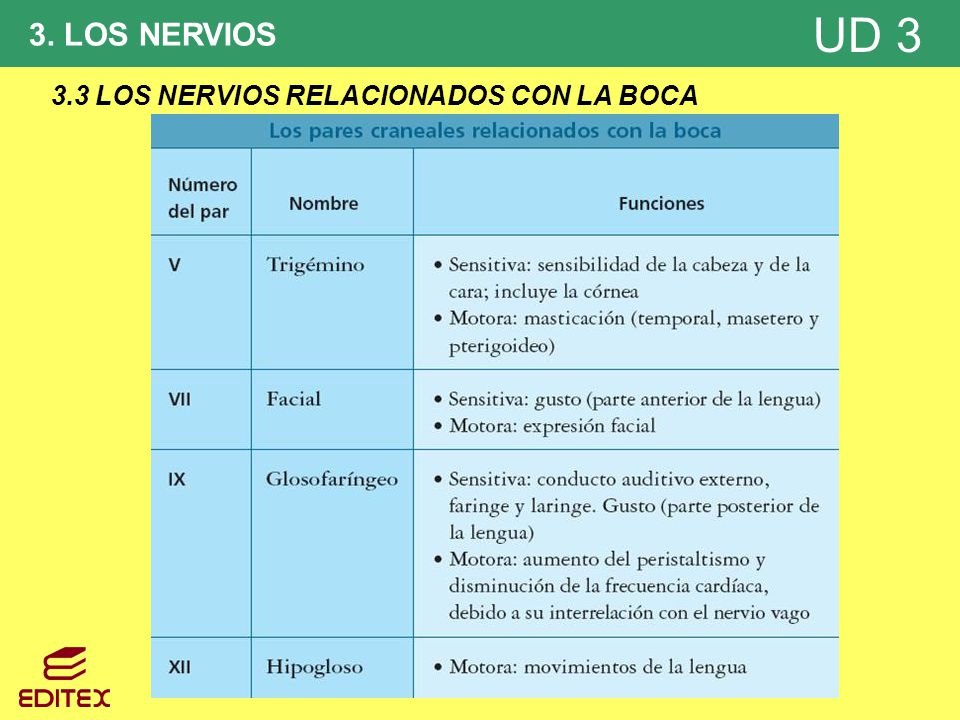3. LOS NERVIOS 3.3 LOS NERVIOS RELACIONADOS CON LA BOCA