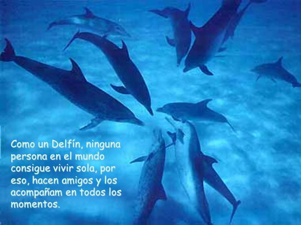 Como un Delfín, ninguna persona en el mundo consigue vivir sola, por eso, hacen amigos y los acompañam en todos los momentos.
