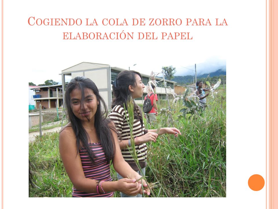 Cogiendo la cola de zorro para la elaboración del papel