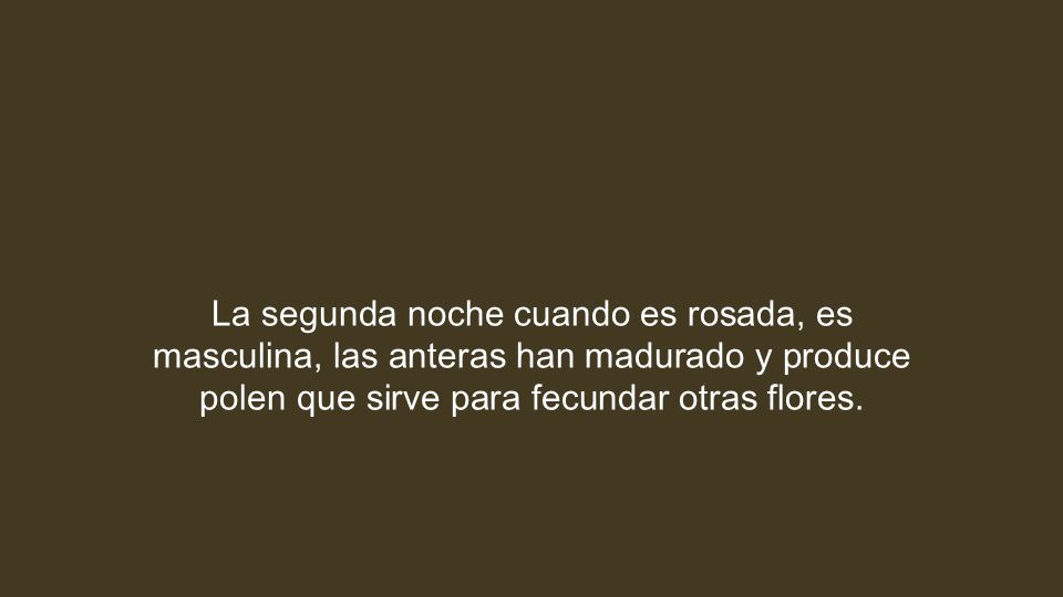 La segunda noche cuando es rosada, es masculina, las anteras han madurado y produce polen que sirve para fecundar otras flores.