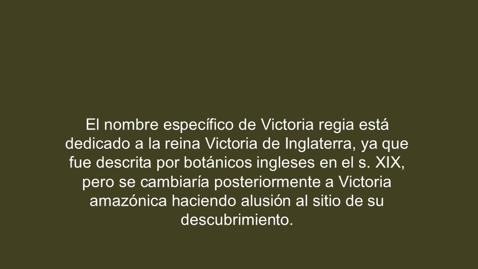 El nombre específico de Victoria regia está dedicado a la reina Victoria de Inglaterra, ya que fue descrita por botánicos ingleses en el s.