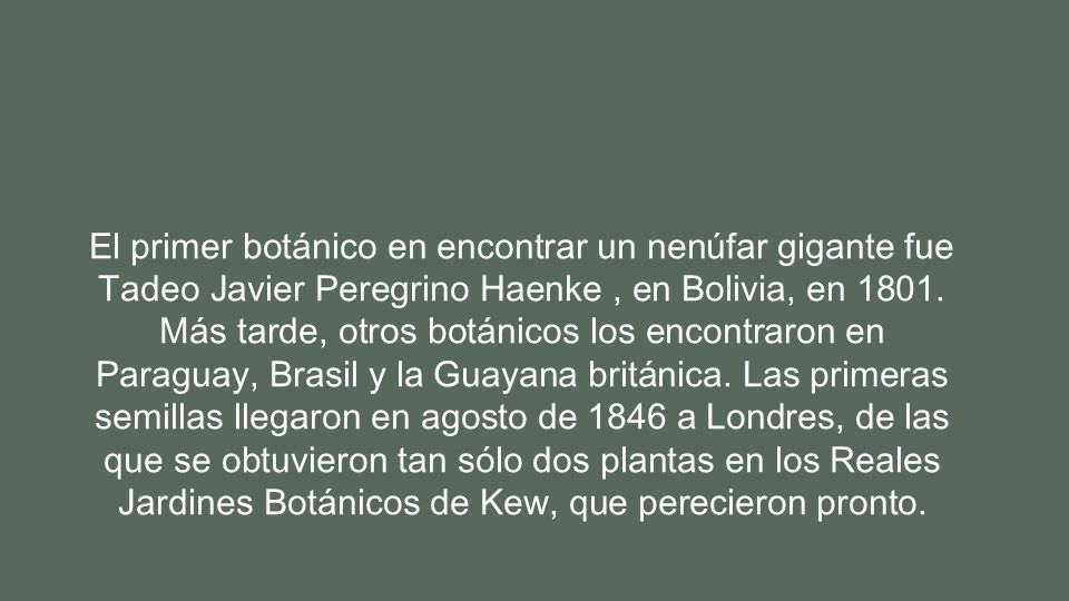 El primer botánico en encontrar un nenúfar gigante fue Tadeo Javier Peregrino Haenke , en Bolivia, en 1801.