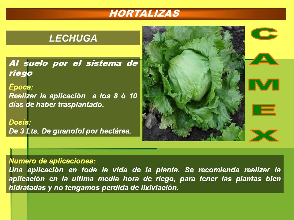 CAMEX HORTALIZAS LECHUGA Al suelo por el sistema de riego Época: