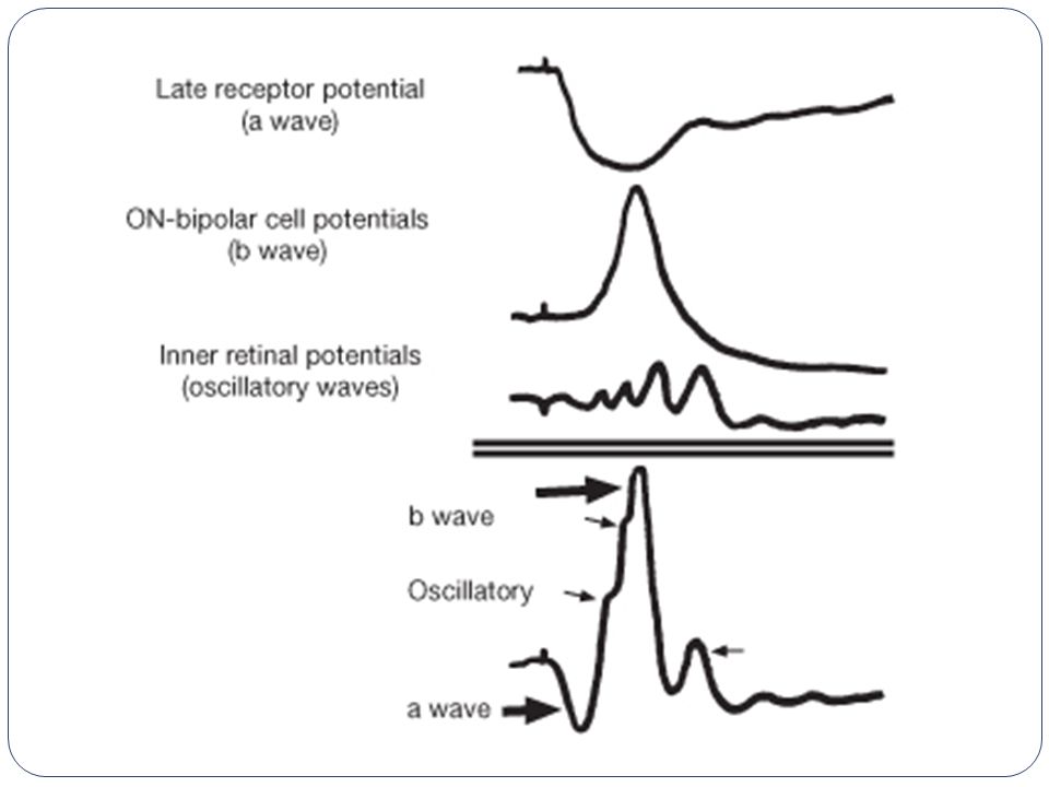 Potencial tardío de receptor (onda a), Potenciales de las cel bipolares de la capa externa (onda b), Potenciales retinianos internos (ondas oscilatorias)