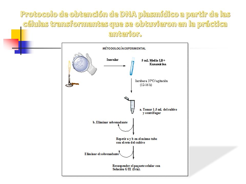 Protocolo de obtención de DNA plasmídico a partir de las células transformantes que se obtuvieron en la práctica anterior.