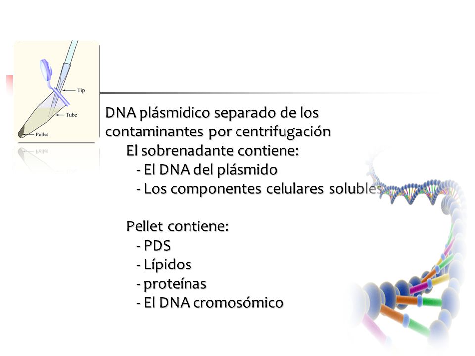 DNA plásmidico separado de los contaminantes por centrifugación El sobrenadante contiene: - El DNA del plásmido - Los componentes celulares solubles Pellet contiene: - PDS - Lípidos - proteínas - El DNA cromosómico