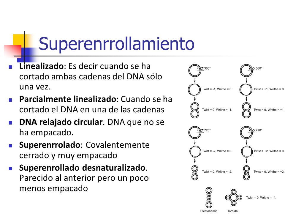 Superenrrollamiento Linealizado: Es decir cuando se ha cortado ambas cadenas del DNA sólo una vez.