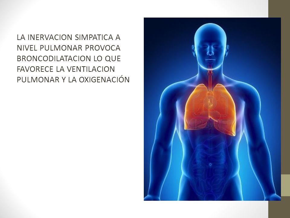 LA INERVACION SIMPATICA A NIVEL PULMONAR PROVOCA BRONCODILATACION LO QUE FAVORECE LA VENTILACION PULMONAR Y LA OXIGENACIÓN