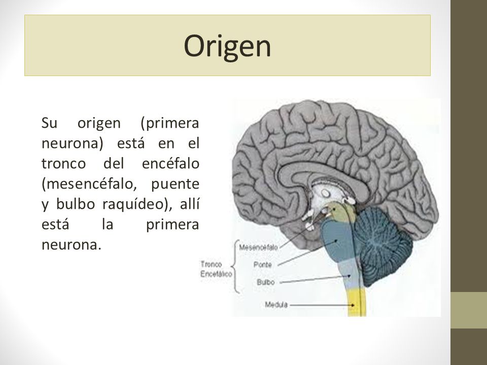 Origen Su origen (primera neurona) está en el tronco del encéfalo (mesencéfalo, puente y bulbo raquídeo), allí está la primera neurona.