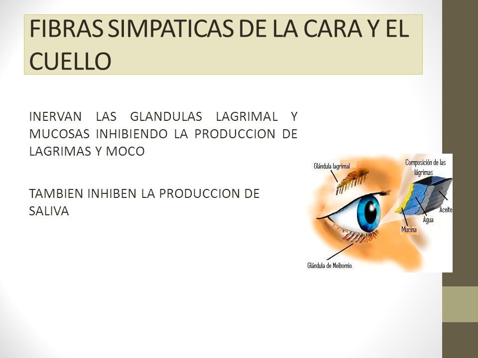 FIBRAS SIMPATICAS DE LA CARA Y EL CUELLO