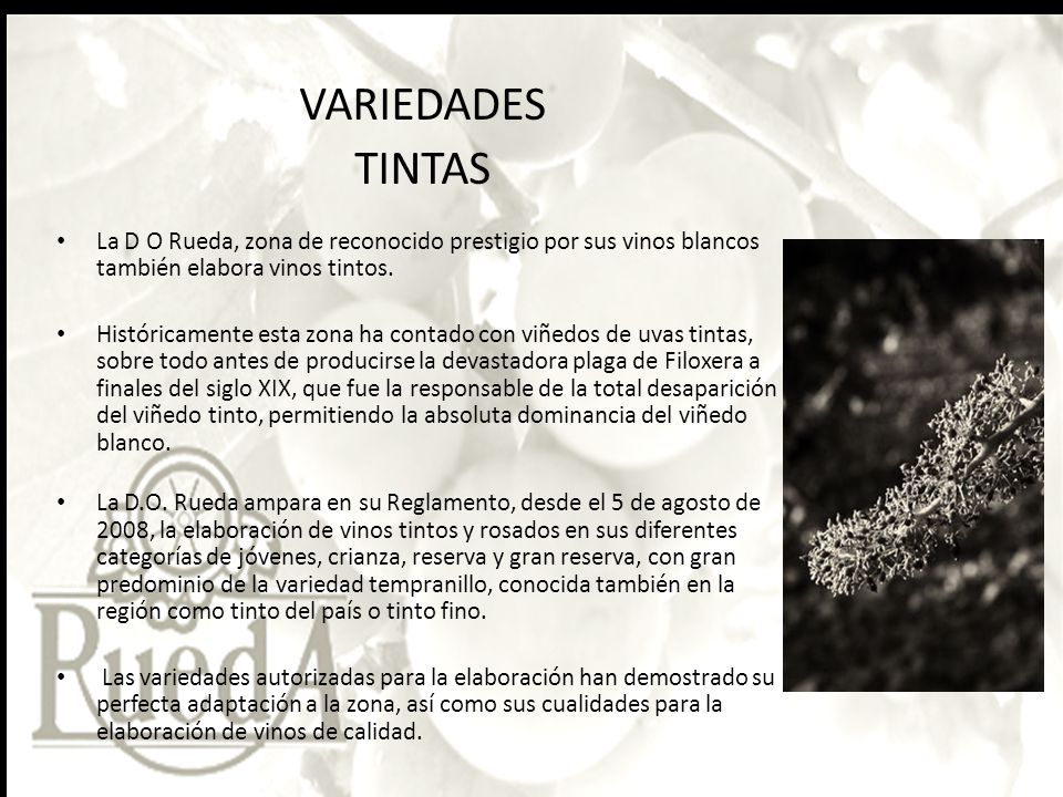 VARIEDADES TINTAS. La D O Rueda, zona de reconocido prestigio por sus vinos blancos también elabora vinos tintos.