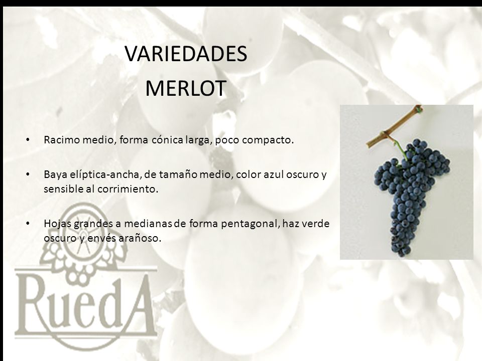 VARIEDADES MERLOT Racimo medio, forma cónica larga, poco compacto.