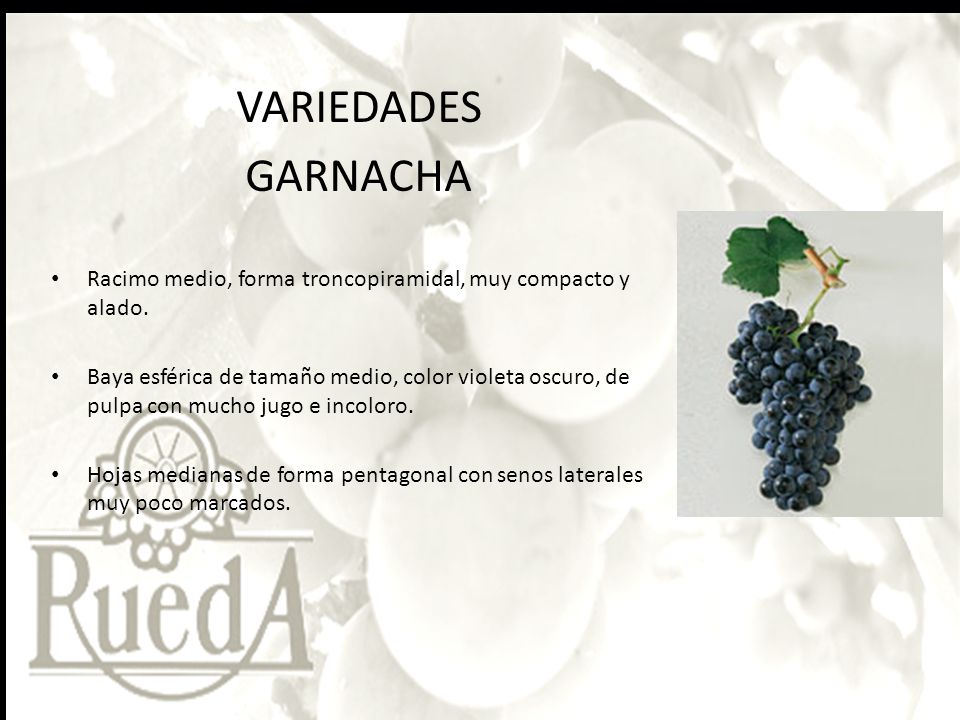 VARIEDADES GARNACHA. Racimo medio, forma troncopiramidal, muy compacto y alado.