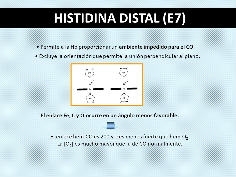 HISTIDINA DISTAL (E7) Permite a la Hb proporcionar un ambiente impedido para el CO.