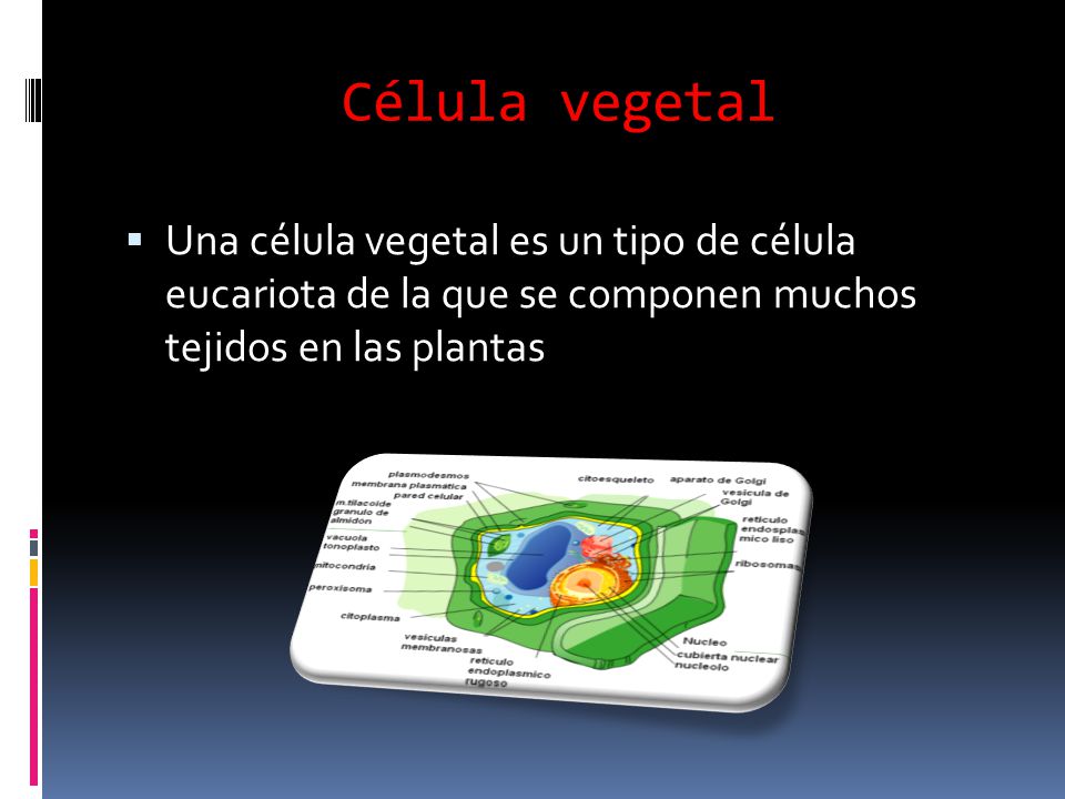 Célula vegetal Una célula vegetal es un tipo de célula eucariota de la que se componen muchos tejidos en las plantas.