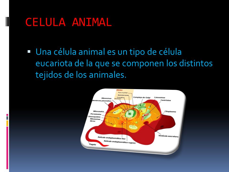 CELULA ANIMAL Una célula animal es un tipo de célula eucariota de la que se componen los distintos tejidos de los animales.