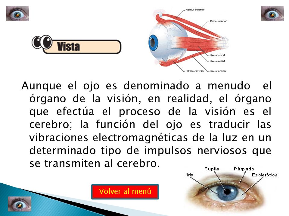 Aunque el ojo es denominado a menudo el órgano de la visión, en realidad, el órgano que efectúa el proceso de la visión es el cerebro; la función del ojo es traducir las vibraciones electromagnéticas de la luz en un determinado tipo de impulsos nerviosos que se transmiten al cerebro.