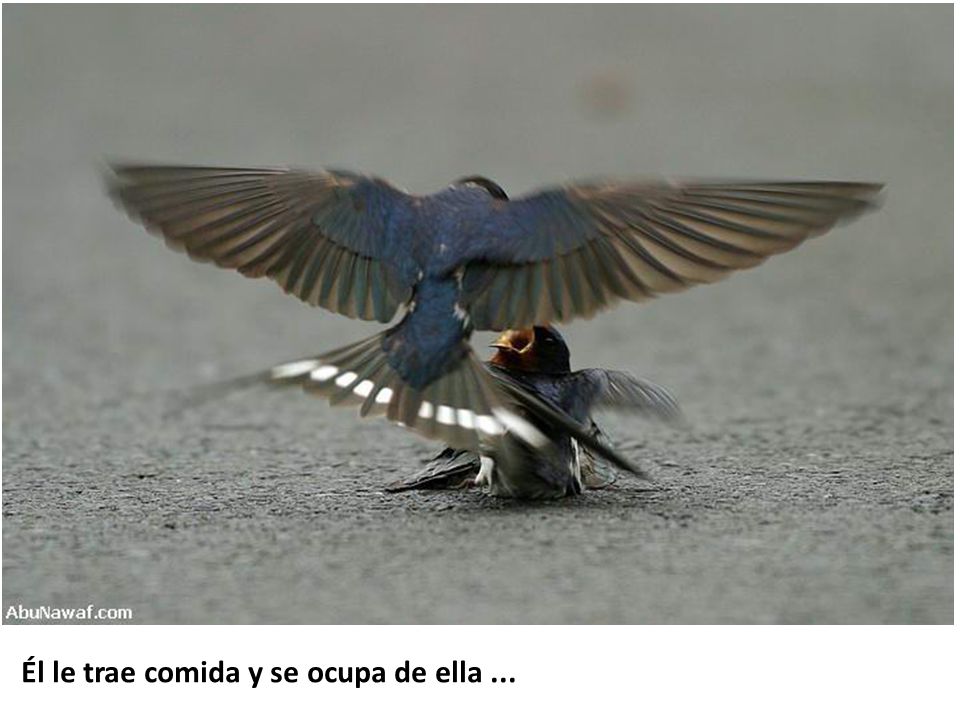 Él le trae comida y se ocupa de ella ...