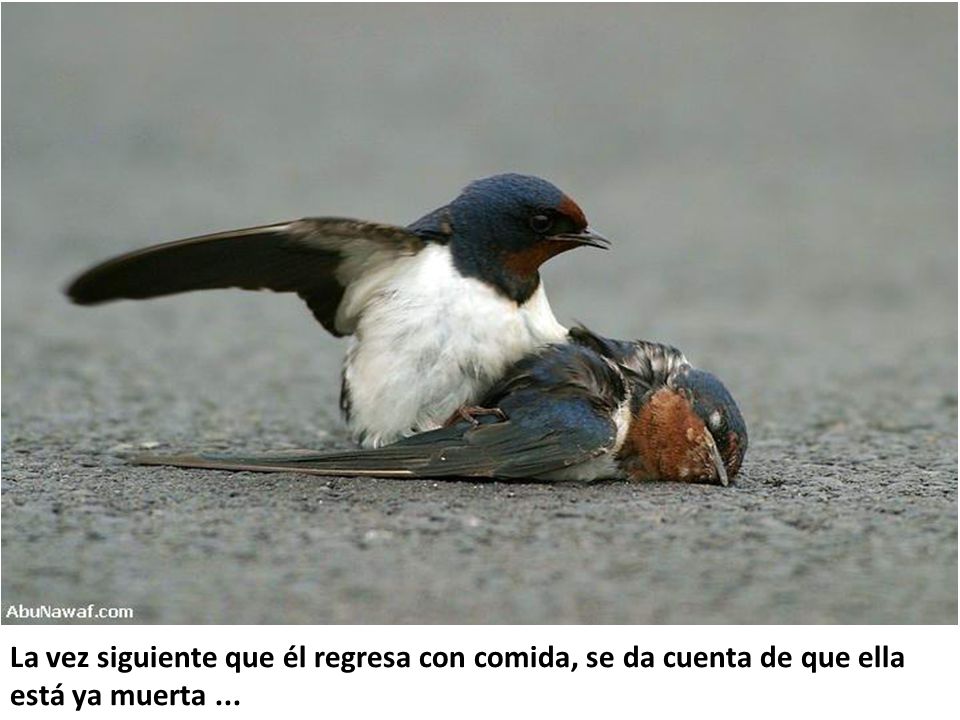 La vez siguiente que él regresa con comida, se da cuenta de que ella está ya muerta ...