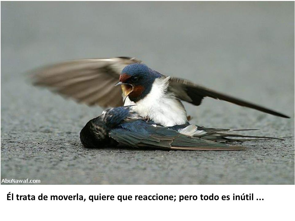 Él trata de moverla, quiere que reaccione; pero todo es inútil ...