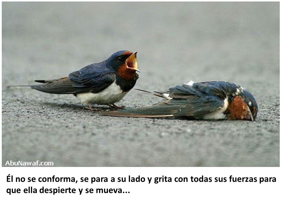 Él no se conforma, se para a su lado y grita con todas sus fuerzas para que ella despierte y se mueva...