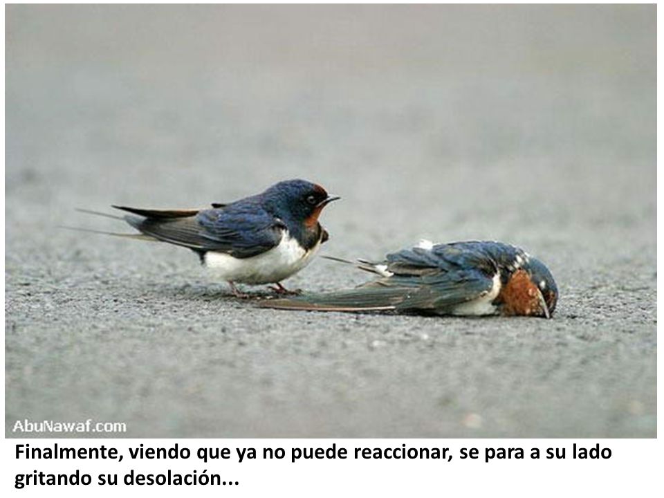 Finalmente, viendo que ya no puede reaccionar, se para a su lado gritando su desolación...