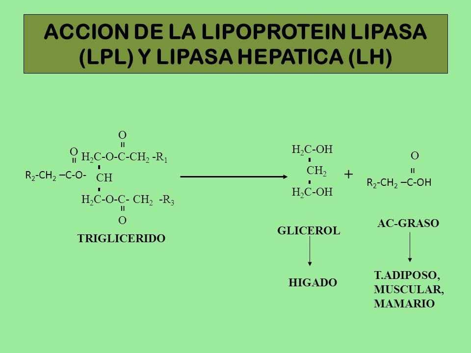 ACCION DE LA LIPOPROTEIN LIPASA (LPL) Y LIPASA HEPATICA (LH)