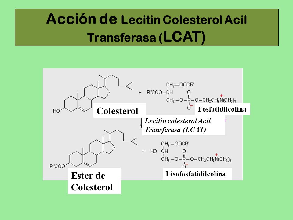 Acción de Lecitin Colesterol Acil Transferasa (LCAT)