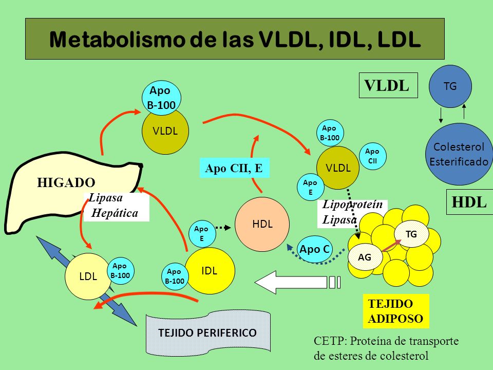 Metabolismo de las VLDL, IDL, LDL