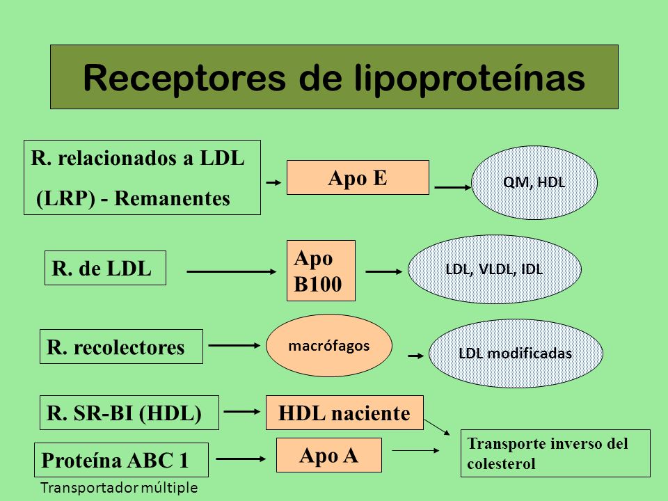 Receptores de lipoproteínas