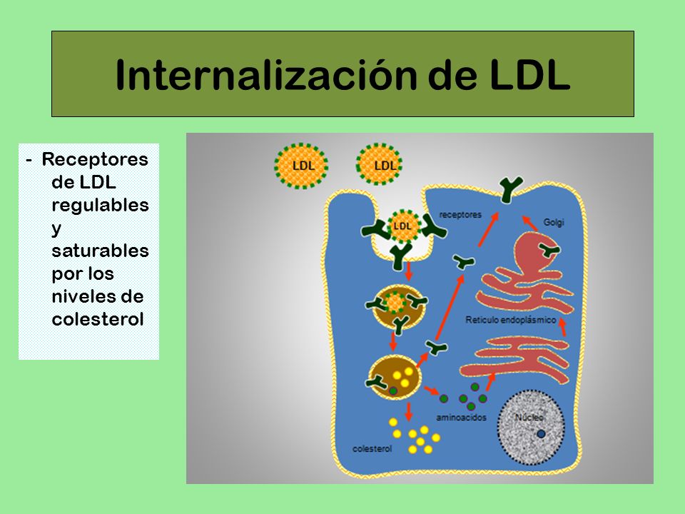 Internalización de LDL