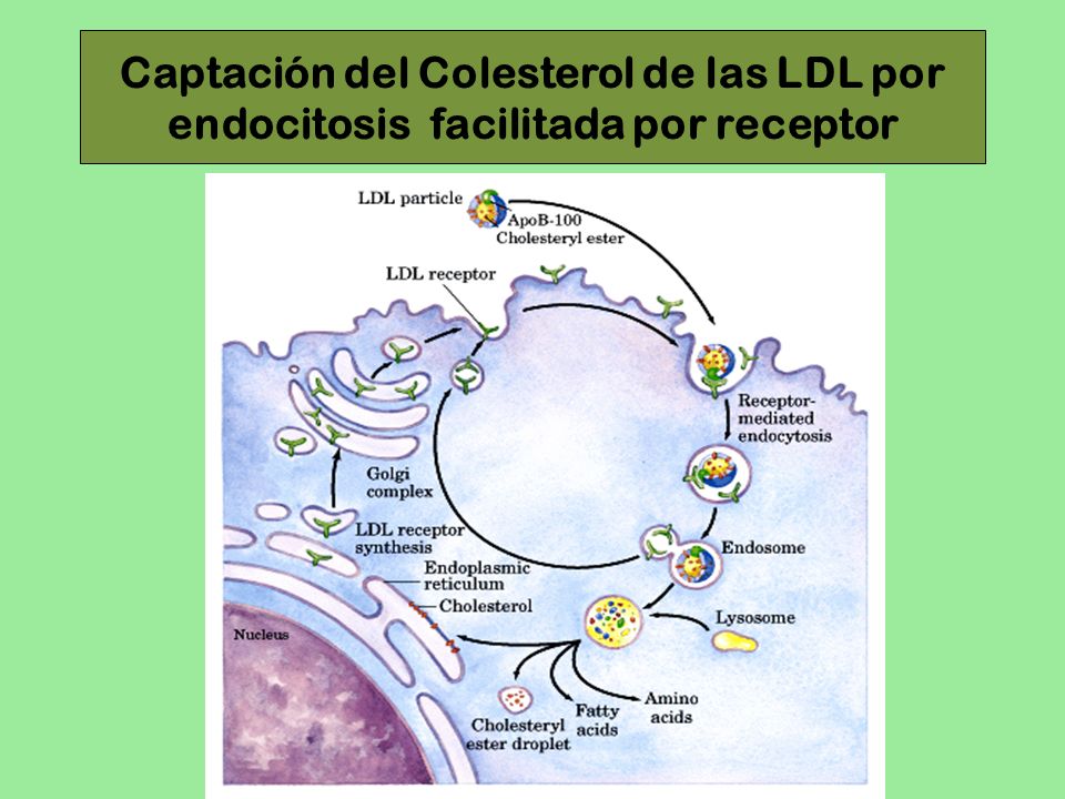 Captación del Colesterol de las LDL por endocitosis facilitada por receptor