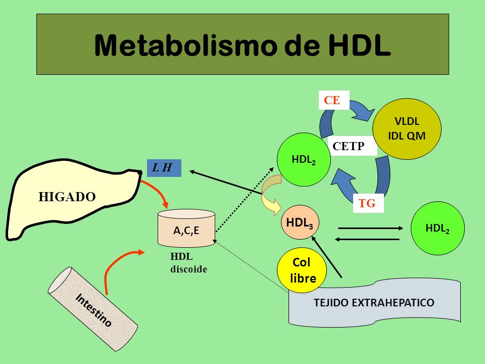 Metabolismo de HDL HIGADO HDL3 Col libre CE VLDL IDL QM CETP HDL2 L H