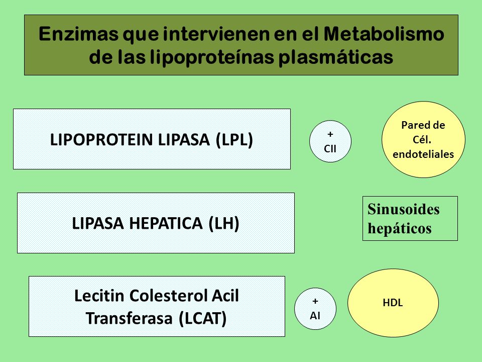 LIPOPROTEIN LIPASA (LPL) Lecitin Colesterol Acil Transferasa (LCAT)