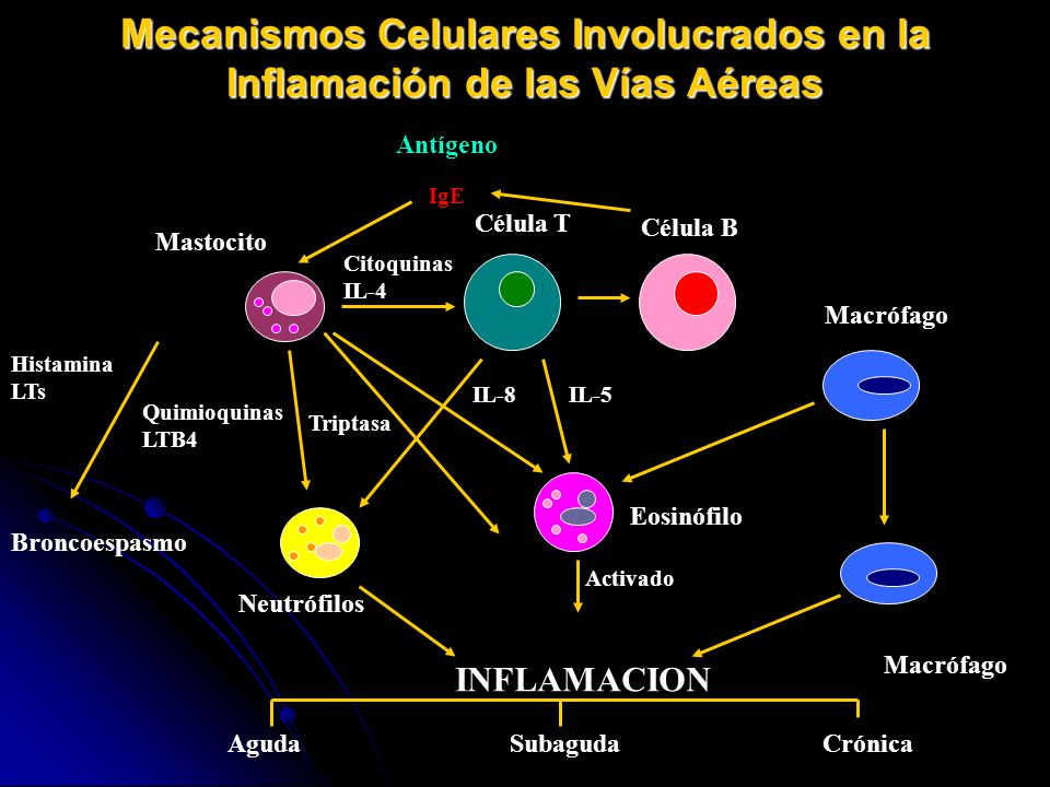 Mecanismos Celulares Involucrados en la Inflamación de las Vías Aéreas