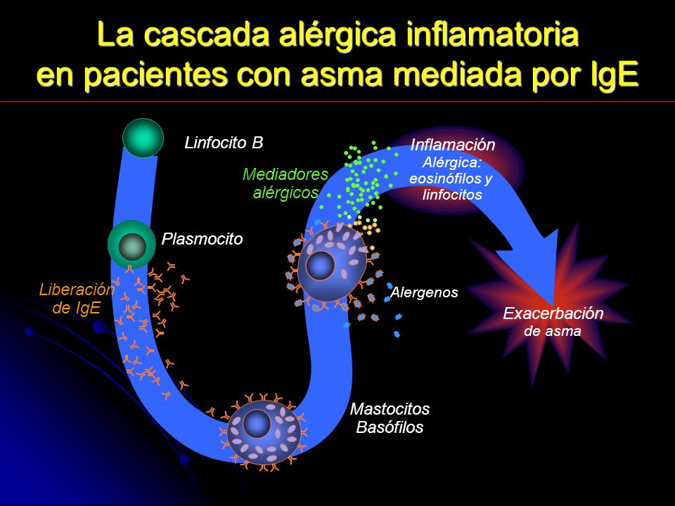 La cascada alérgica inflamatoria en pacientes con asma mediada por IgE