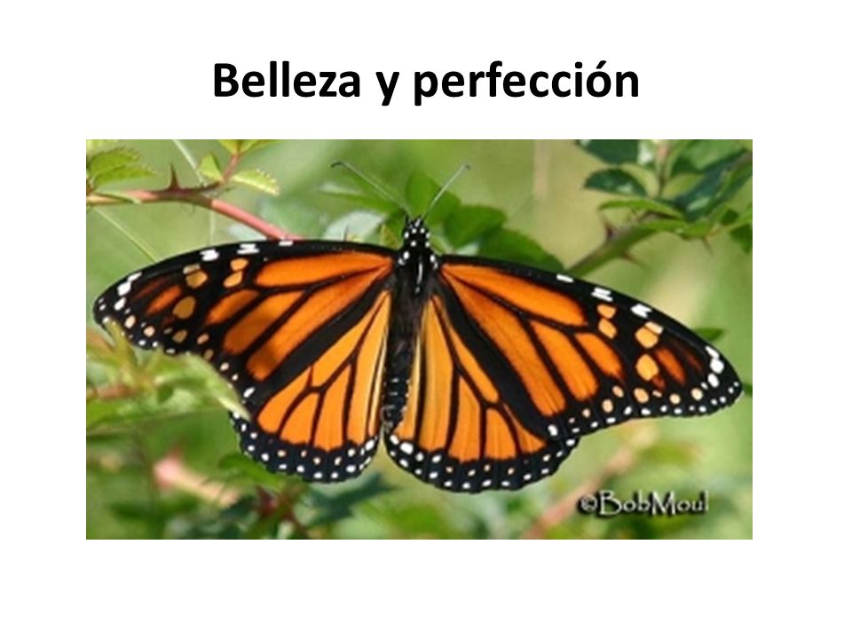 Belleza y perfección