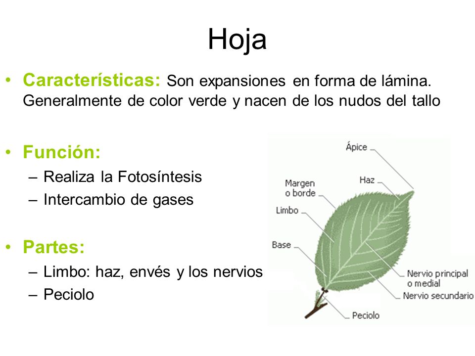 Hoja Características: Son expansiones en forma de lámina. Generalmente de color verde y nacen de los nudos del tallo.
