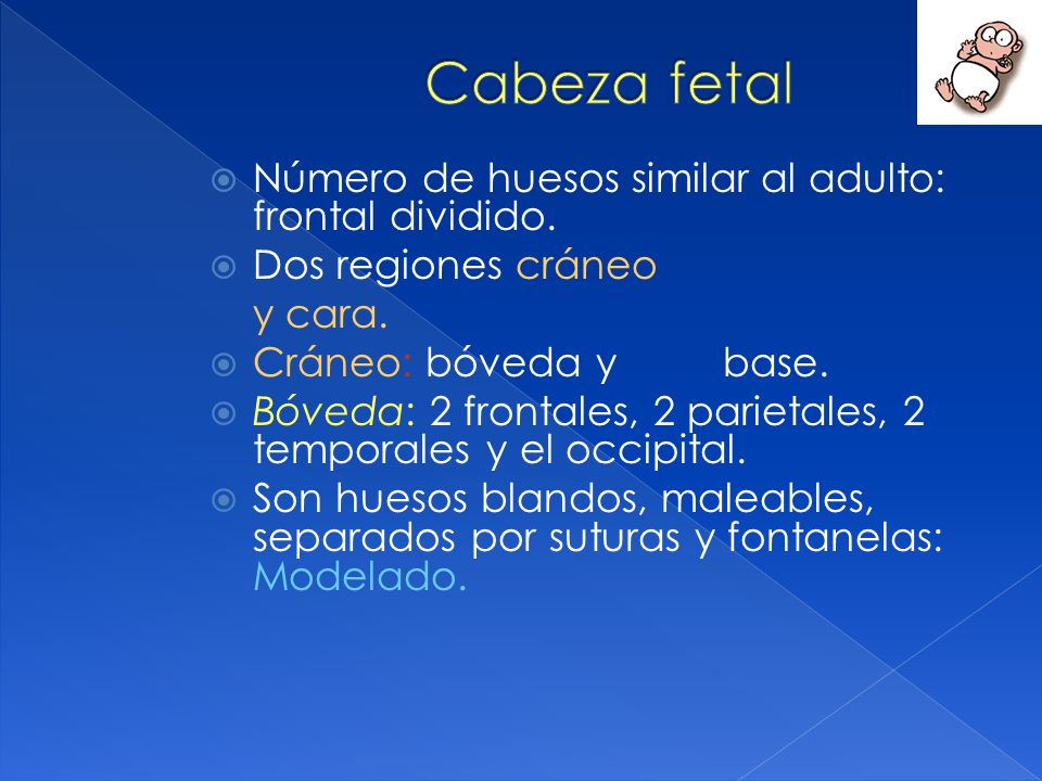Cabeza fetal Número de huesos similar al adulto: frontal dividido.
