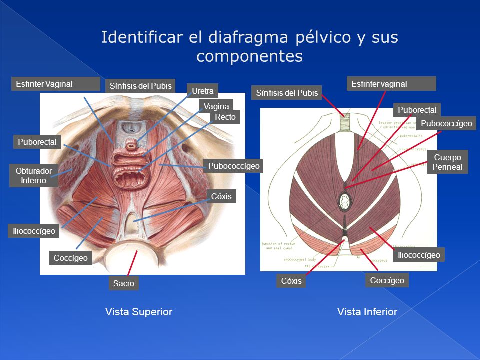 Identificar el diafragma pélvico y sus componentes