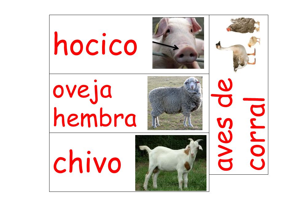 hocico aves de corral oveja hembra chivo