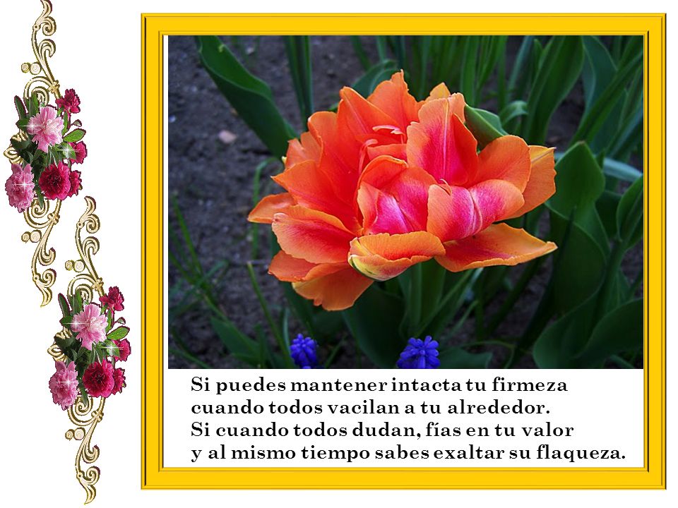 Si puedes mantener intacta tu firmeza cuando todos vacilan a tu alrededor.