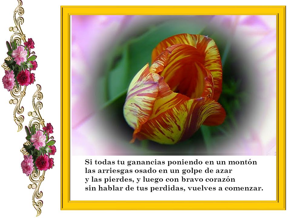 Si todas tu ganancias poniendo en un montón las arriesgas osado en un golpe de azar y las pierdes, y luego con bravo corazón sin hablar de tus perdidas, vuelves a comenzar.