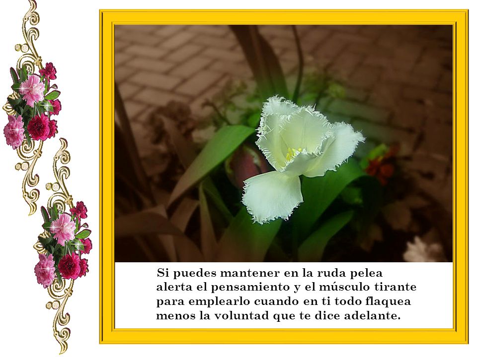 Si puedes mantener en la ruda pelea alerta el pensamiento y el músculo tirante para emplearlo cuando en ti todo flaquea menos la voluntad que te dice adelante.
