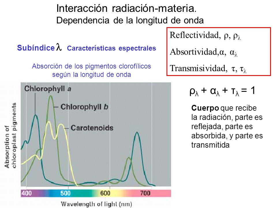 Absorción de los pigmentos clorofílicos según la longitud de onda