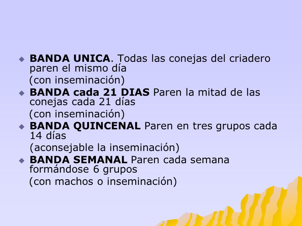 BANDA UNICA. Todas las conejas del criadero paren el mismo día